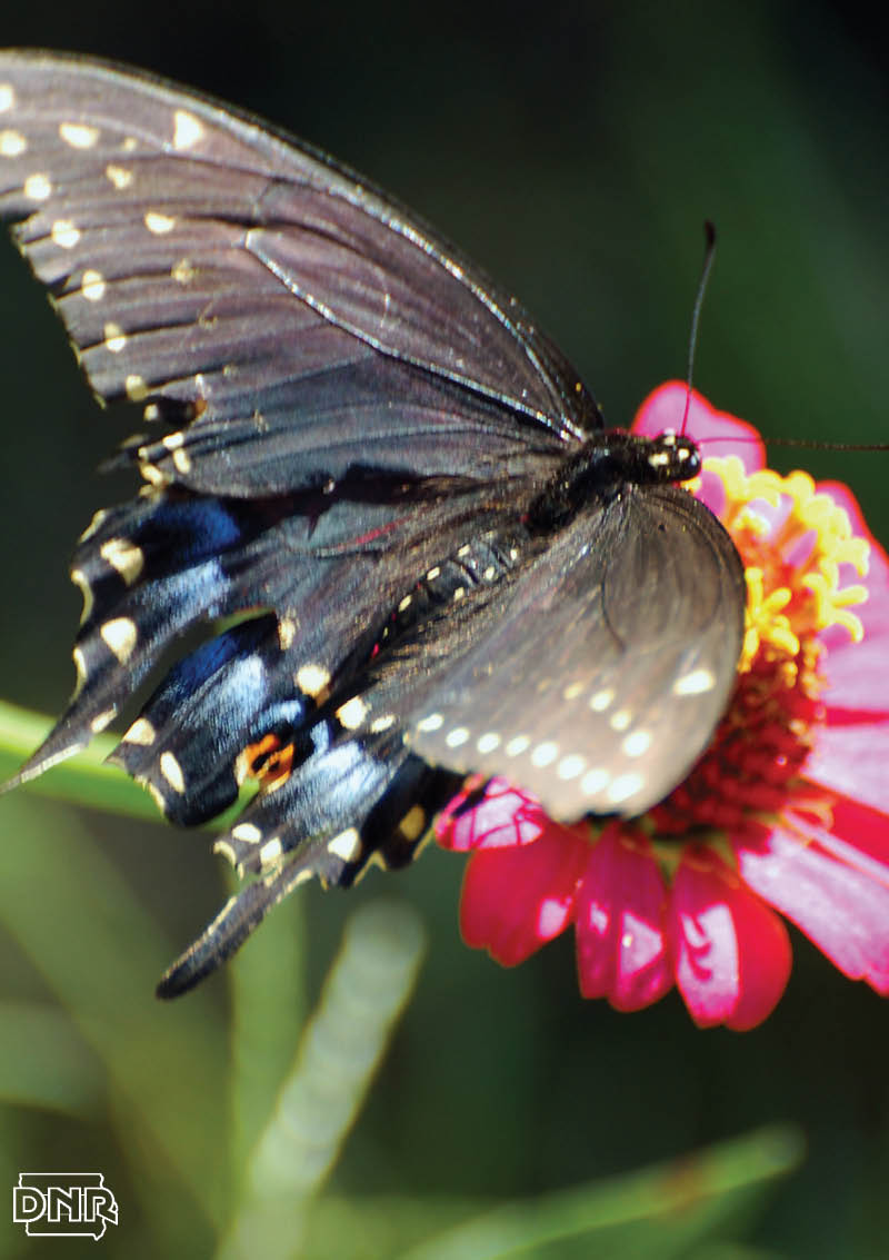 Black swallowtail butterfly | Iowa DNR